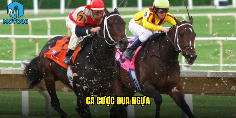 cá cược đua ngựa